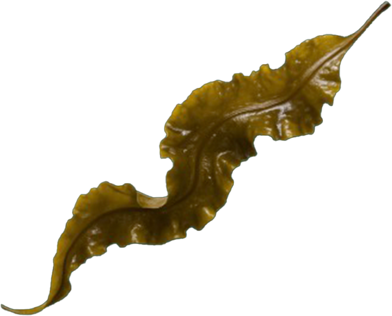 Bridge the gap image